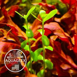 2 Stems Bacopa Monnieri Moneywort Freshwater Live Aquarium Plants Bunch