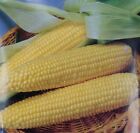 Sweet Corn Seeds:  Iochief Sweet Corn Seeds  Fresh Seed  FREE Shipping!!!!!
