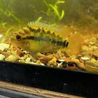 Rainbow cichlid 1 inch live fish tank bred (Herotilapia multispinosa)