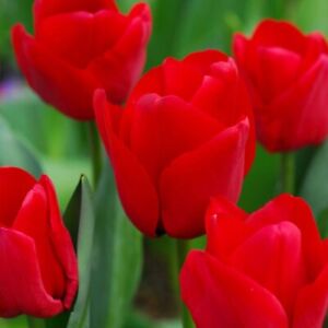 RED IMPRESSION TULIP FLOWERS, 5 BULBS |  PREMIUM FRESH BULBS, New Hand Harvested
