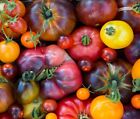 Rainbow Beefsteak Tomato Seeds | Heirloom | Non-GMO | Fresh Garden Seeds