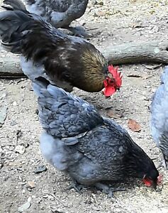 French Blue Copper Marans Hatching Eggs 8+