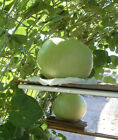 5 + Giant Bushel Gourd Seeds Fruit up to 100 lbs For Basket Arts&Crafts USA