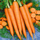 Tendersweet Carrot Seeds 1000+ Vegetable Garden NON-GMO USA SELLER FREE SHIPPING