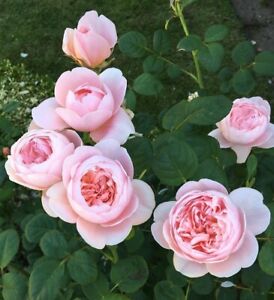Queen Of Sweden Rose Plant /David Austin Rose