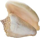 Large Milk Conch Seashell - Bahamas Conch Shell - 5-6 inch by