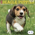 Just Beagle Puppies 2024 12 X 12 Wall Calendar (Calendar)