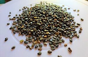 Sunn Hemp (Crotalaria juncea) - Nitrogen-Fixing Cover Crop Seeds - ½ pound