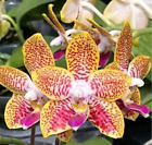 Novelty Phal Phalaenopsis Orchid World 'Ching Hua'-STEM-FRAGRANT