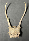 Deer Antler Spike Horns Rack Skull Plate Decoration Craft from Central Kentucky