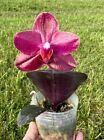Orchid Phalaenopsis Phal. Salu's Fragrancy. Fragrant. Purple Leaves. Exact Plant