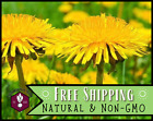 1,600+ Common Dandelion Seeds, Native Wildflower Plant Seed for Flower Gardening