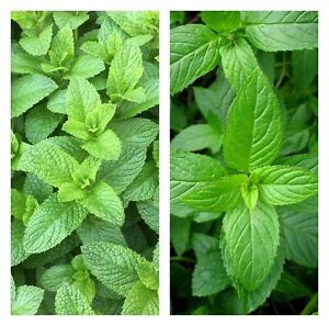 Mixed Mint Seeds 500++ Peppermint + spearmint  herb NON-GMO Heirloom Vegetable !
