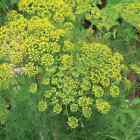 Mammoth Dill Seeds | Heirloom - Non-GMO | Free Shipping | Herb Seeds | 1145