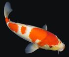 New ListingLive koi fish 11