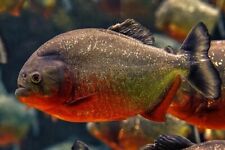 New Listing(3 PACK) JUVENILE RED BELLIED PIRANHAS (FRESHWATER TROPICAL)