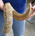 New Listing30 inch Sheep horn for horn carving taxidermy to make shofar #48773