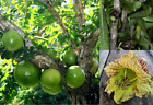 20+ Winged Calabash Seeds (Crescentia alata) Mexican calabash, Gourd Tree, Morro
