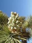 Joshua Tree Seeds (Yucca Brevifolia) 100 Seeds!! Easy to Germinate!!