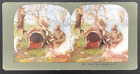 c1900s TW Ingersoll Stereograph #489 Want Some Supper Bob? Hunting Dog