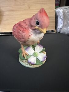 Baby Cardinal Andrea by Sadek Porcelain Realistic Bird Figurine #6350 Japan 4