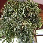 3 Pack Bonnie Variegated Curly Spider Live Plant Pup Air Purification