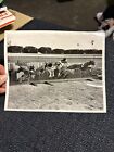 PRESS photo Miami dog  TRACK greyhound HURDLE  racing 1952