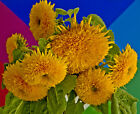 sunflower, TEDDY BEAR, yellow flower, TEDDYBEAR, 60 seeds! GroCo