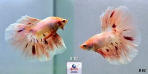 Betta Fish B82 Male Fancy Pink Vanda or Firework HM Premium Grade from Thailand