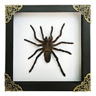 Gothic Frames Spider Tarantula Bird Handmade Dried Taxidermy Insect