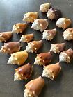 New ListingSet of 20 Florida fighting conch sea shells , cleaned 2-3” long Craft arts
