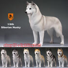 Mr.Z 1/6 MRZ No.16 Siberian Husky Figure Animal Model Husky Dogs Collect 001-006
