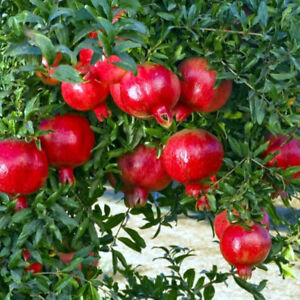 Pomegranate Tree Seeds (Punica granatum) 