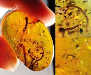 3.88g tick&millipede&tree leaf Burmite Myanmar Amber insect fossil dinosaur age