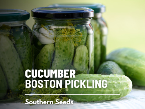 Cucumber, Boston Pickling - 30 Seeds - Heirloom - GMO Free (Cucumis sativus)