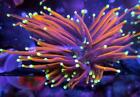 Live Coral  DREEF NY KNICKS GOLD TORCH CORAL EUPHYLLIA WYSIWYG