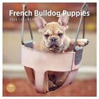 2024 French Bulldog Puppies Monthly Wall Calendar by Bright Day, 12 x 12 Inch
