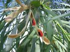 Willow Acacia, Acacia Salicina, Willow Wattle, Broughton Willow Tree (25 seeds)