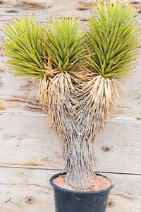 JOSHUA TREE, DESERT PLANT, LEGALLY HARVESTED & TAGGED, YUCCA BREVIFOLIA
