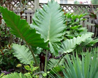 Alocasia - 'Portora' - Elephant Ear   Indoor/Outdoor Tropical Plant - Cold Hardy
