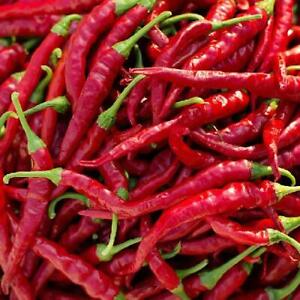 Cayenne Long Thin Pepper Seeds | Non-GMO | Free Shipping | Seed Store | 1005