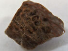 DIG-N-UTAH: PETRIFIED PINE CONE ARGENTINA FOSSIL POLISHED # H 395