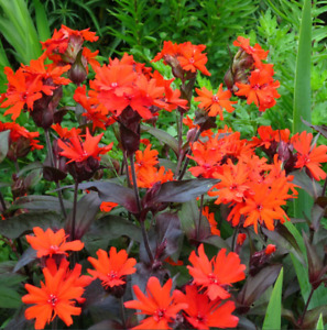 ARKWRIGHT’S CAMPION VESUVIUS Hummingbird Plant Red Tubular Flowers 100 Seeds!