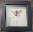 Rare Tarantula Hawk Wasp framed taxidermy - Pepsis Formosa - 2.2 inch wingspan