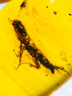Burmese burmite Cretaceous beetle insects fossil amber Myanmar