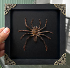 Spider Tarantula Framed Handmade Taxidermy Insect Shadow Box Gothic Home Decor