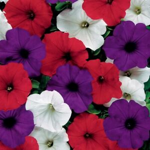 ~ Easy Wave The FLAG * Trailing Petunia * 20 Pelleted Seeds
