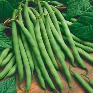 GREEN BEANS 5 VEGETABLE SEEDS FREE USA SHIPPING