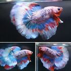 #2 Pink Grizzle Butterfly Over Halfmoon Fan Tail - Live Male Betta Fish Grade A