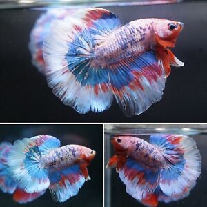 New Listing#2 Pink Grizzle Butterfly Over Halfmoon Fan Tail - Live Male Betta Fish Grade A